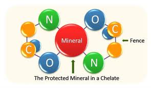illustration of chelated minerals