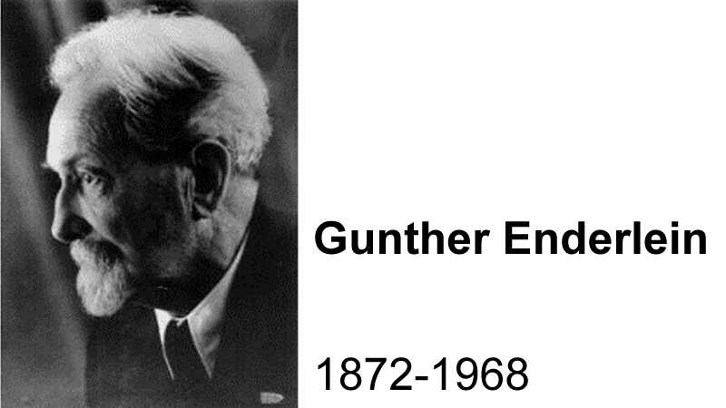 author Günther Enderlein