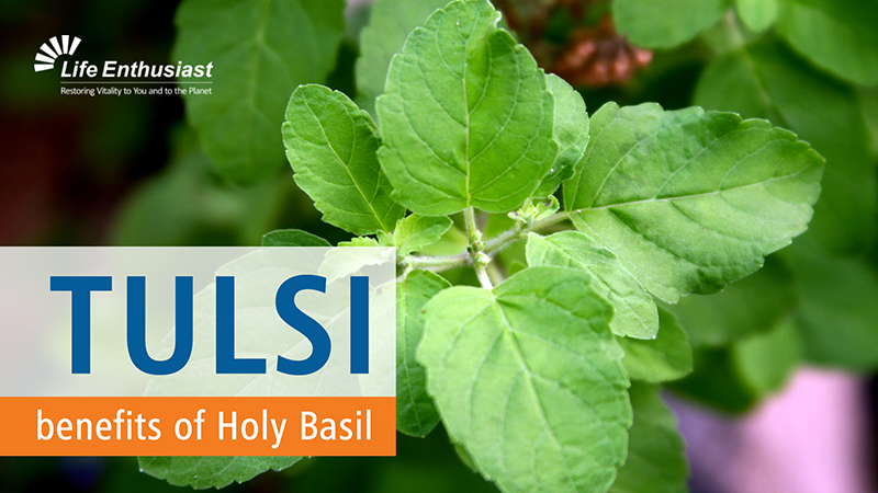 blog, Tulsi, Benefits of Holy Basil