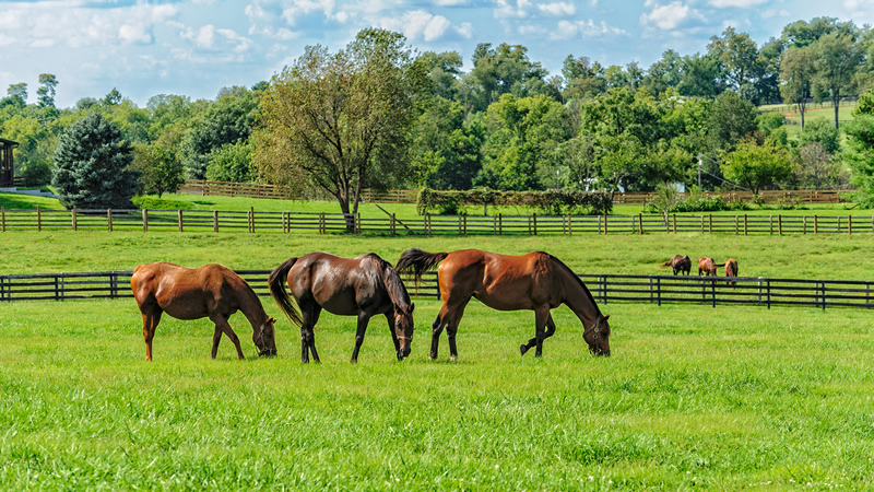 3 horses in green field