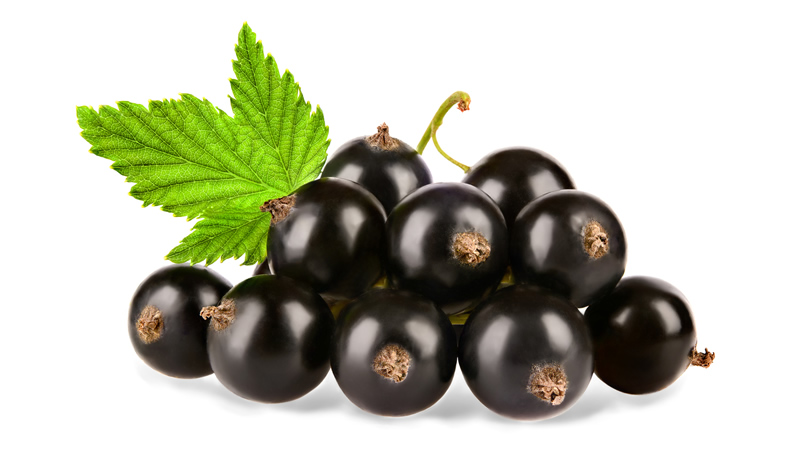 Close up of Black Currant berries