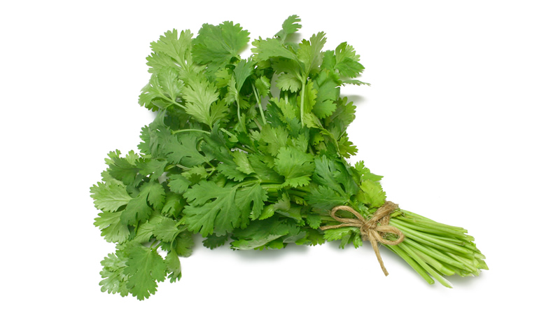 bundle of fresh cilantro