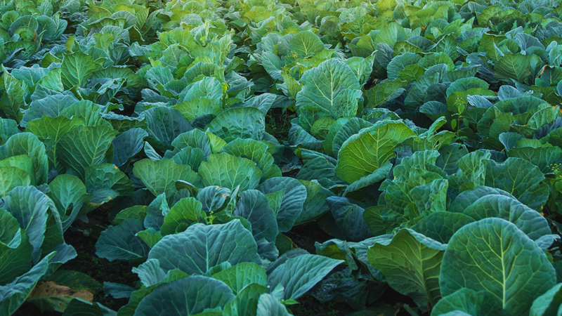 rows of green leafy vegetables in field