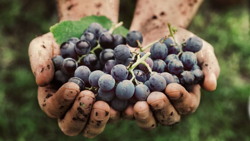 Soil on hands holding grapes