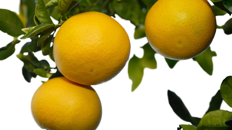 3 lemons on branch