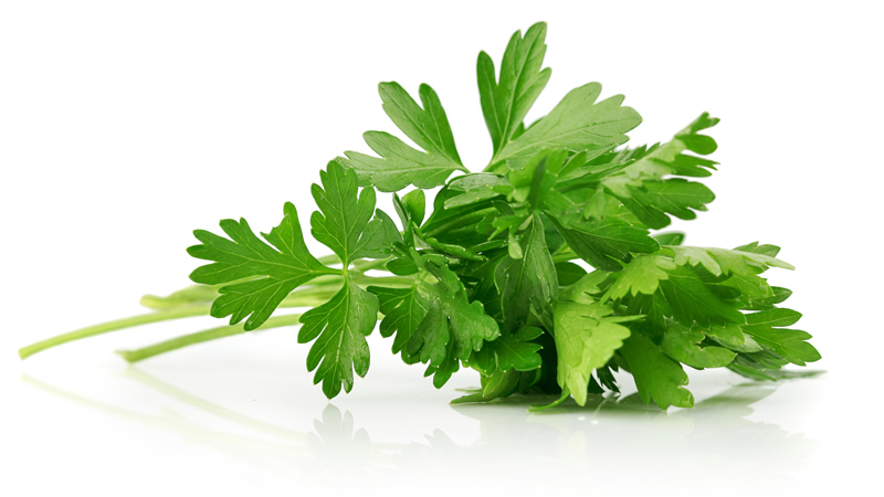 close up of Parsley leaves