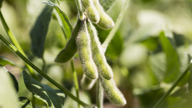 fuzzy green soy beans on plant
