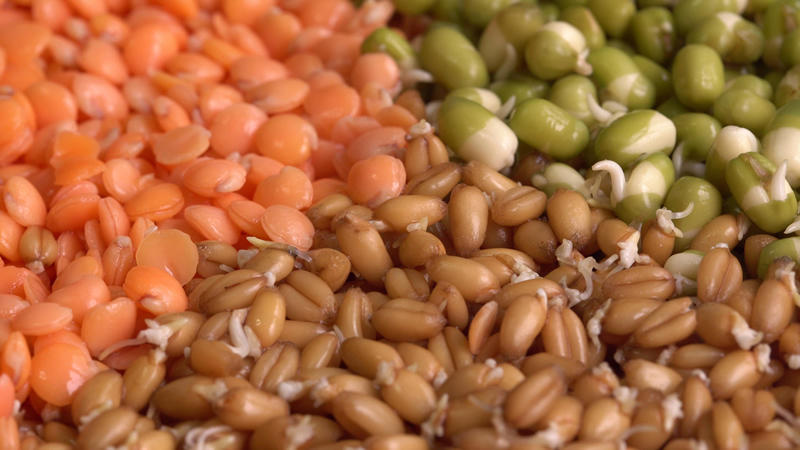 close up of sprouted beans and lentils