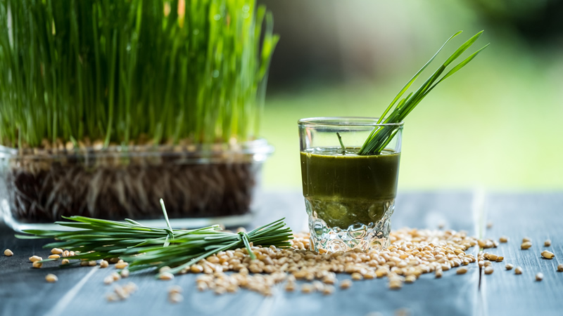 wheat grass, wheat berries and wheat grass juice