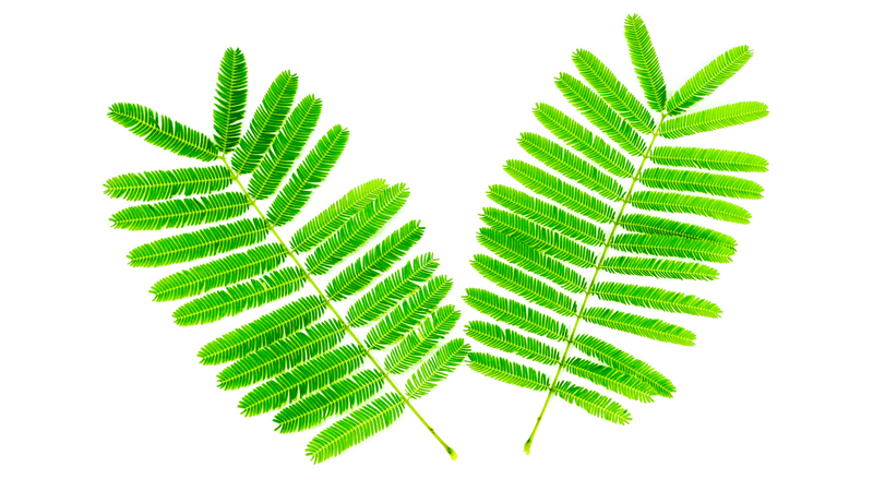 2 Acacia Catechu green leaves on white