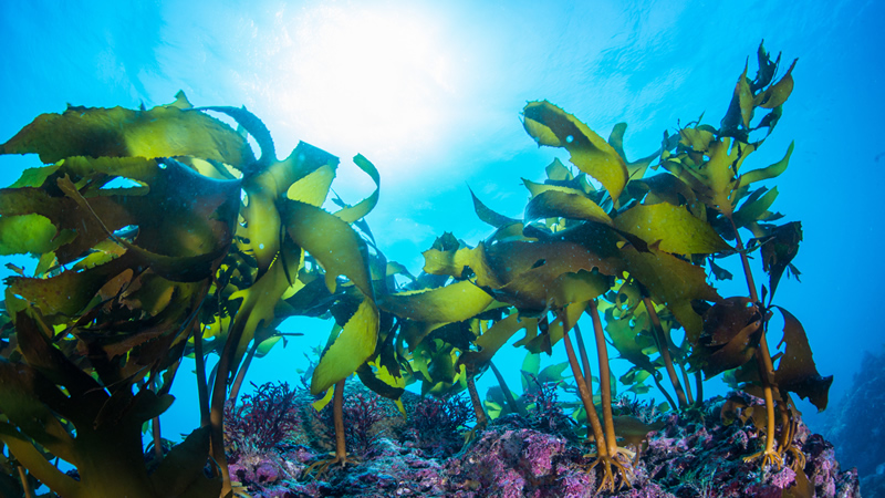 underwater algae with sun shining down