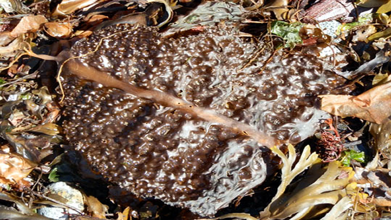 close up of brown algae leaf on sand