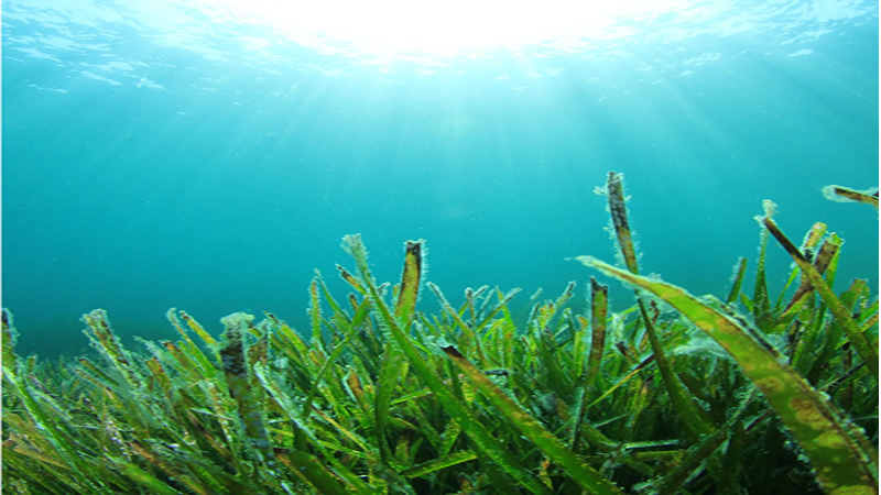 underwater algae with sun shining down