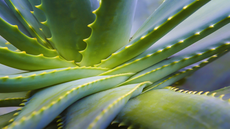 close up center of Aloe Vera plant