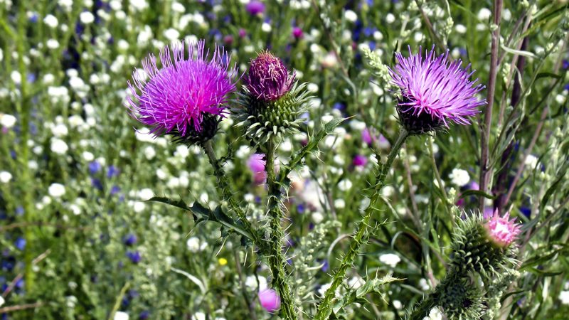 purple Blessed Thistle blooms