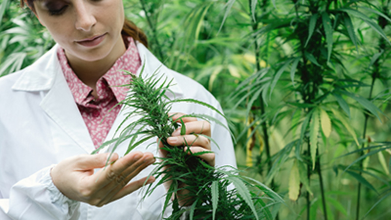 woman in white lab coat examining cannabis plant stalk