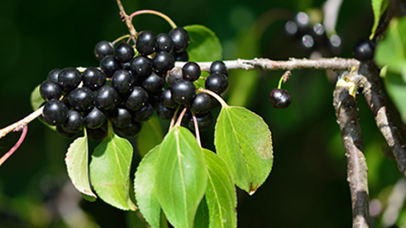 black Cascara Sagrada berries and green leaves