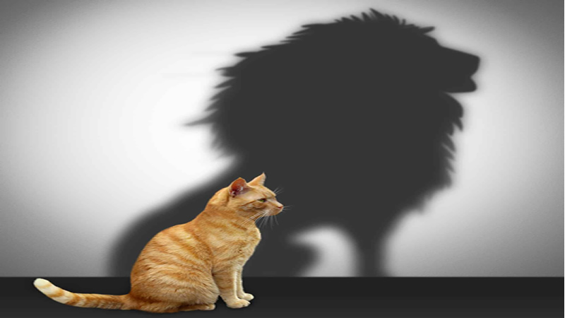 side view of sitting cat with silhouette of lion beyond