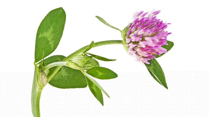 purple Clover bloom and green leaves