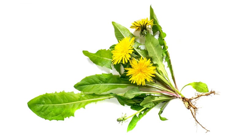 yellow dandelion blooms with leaves and roots on white