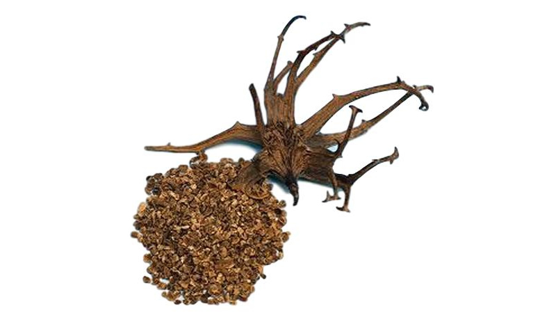 dried and ground Devils Claw