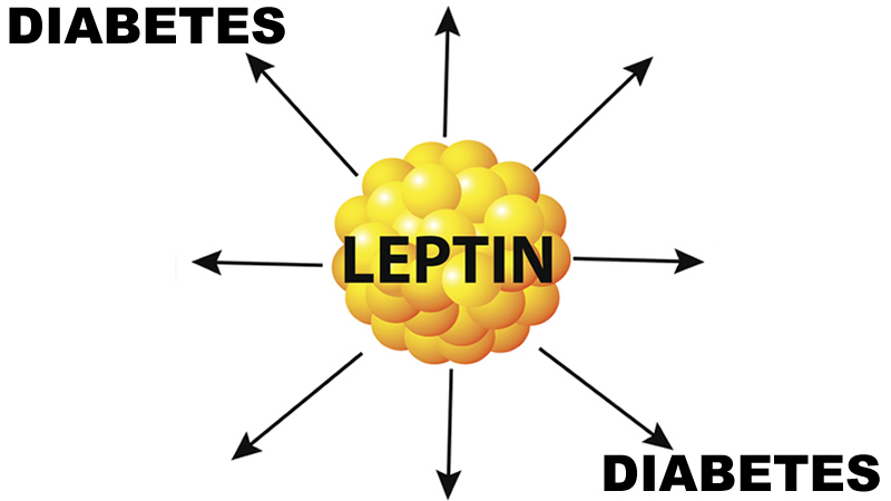 Leptin connection to diabetes