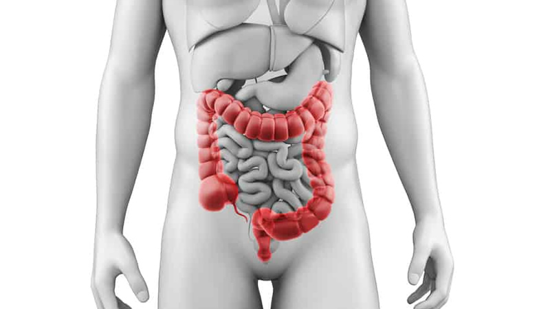 anatomy of red digestive system on white male figure