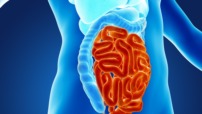 anatomy of small bowel in red on blue torso