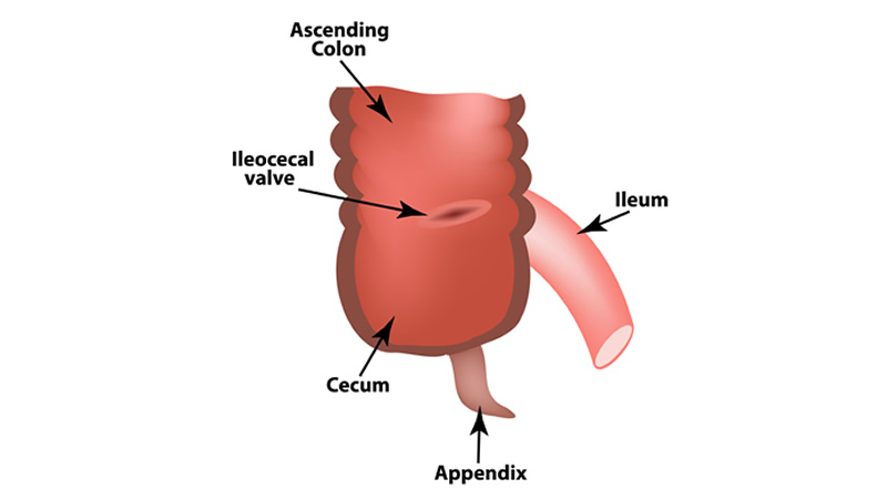 cecum, appendix, ascending colon, ileocecal valve, ileum