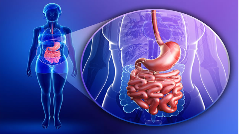 anatomy of red digestive system on blue, magnified