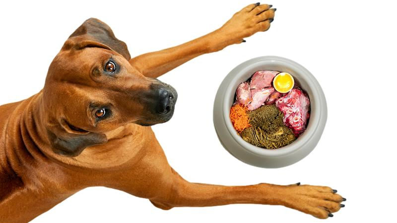 Brown Dog with Food