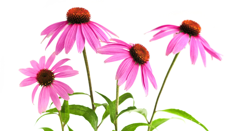pink Echinacea blooms on green stems and leaves
