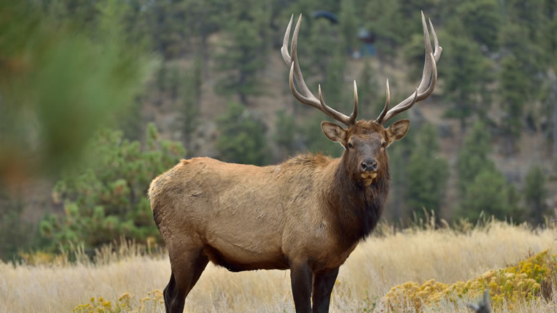 Elk with antlers
