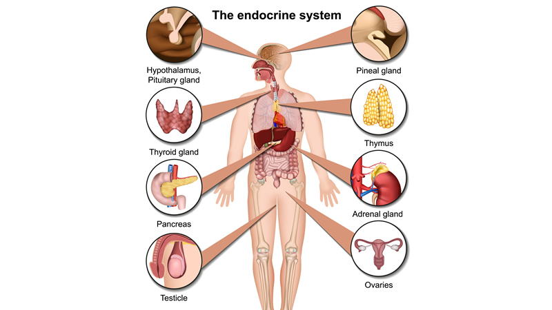 The endocrine system, hypthalamus, pituitary gland, thyroid, pancreas, testicle, pineal, thymus, adrenal. ovaries