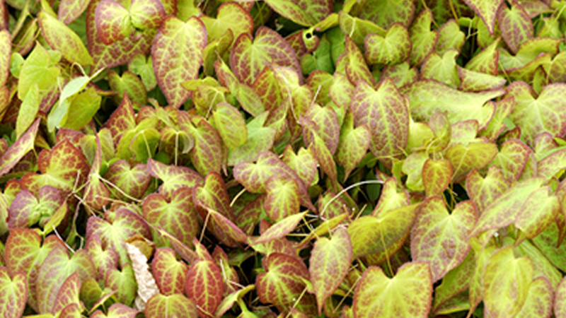 green leaves of Epimedium