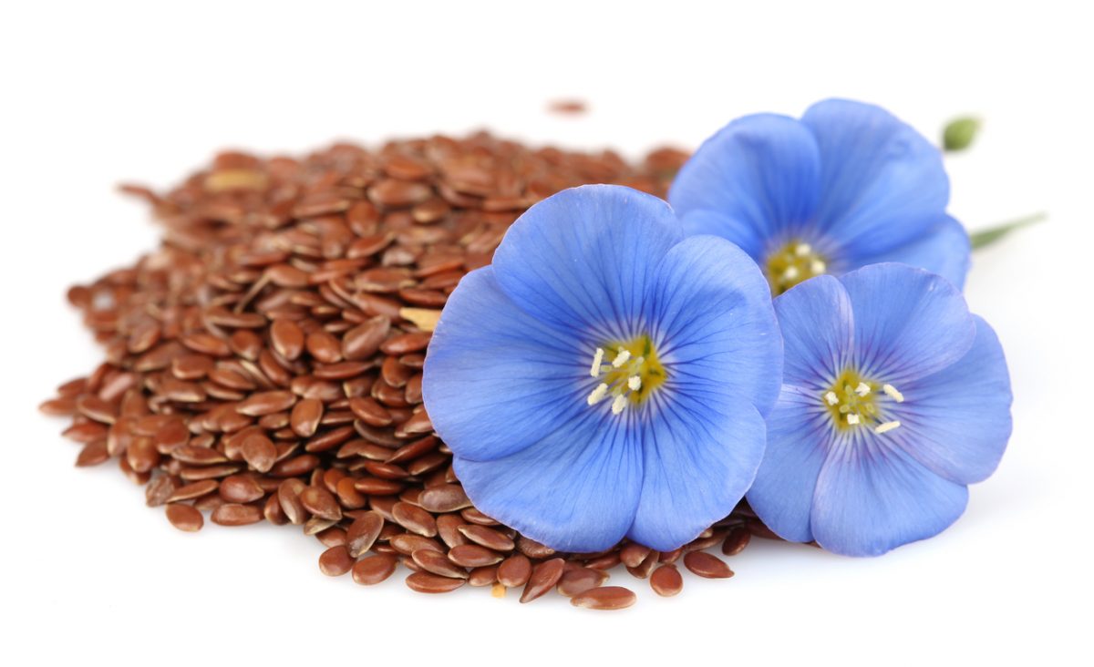 Flax seed and Flowers