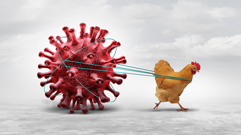 Avian Flu, chicken tied to huge germ