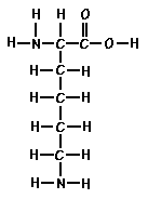 Amino Acid Lysine