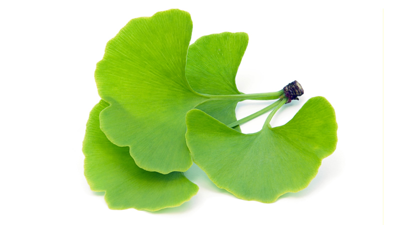 green Gingko Biloba leaves