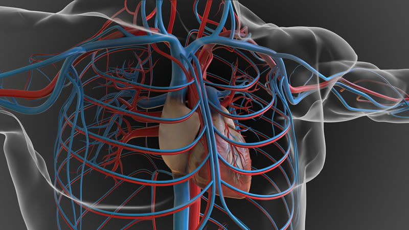 Heart and Circulation Basics