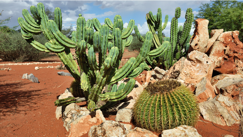 large hoodia cactus in rock garden