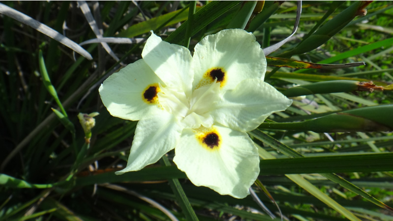 white Iris bloom