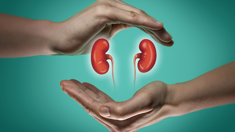 2 kidneys looking suspended between 2 hands