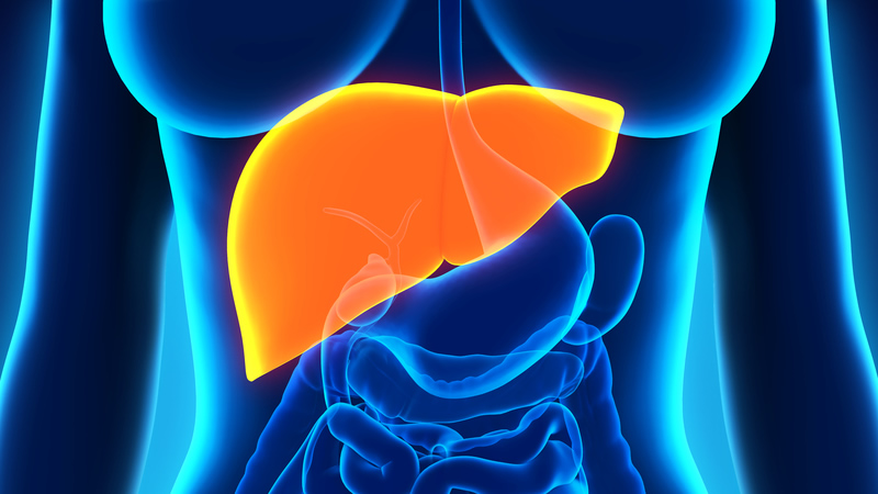 anantomy of orange liver on blue