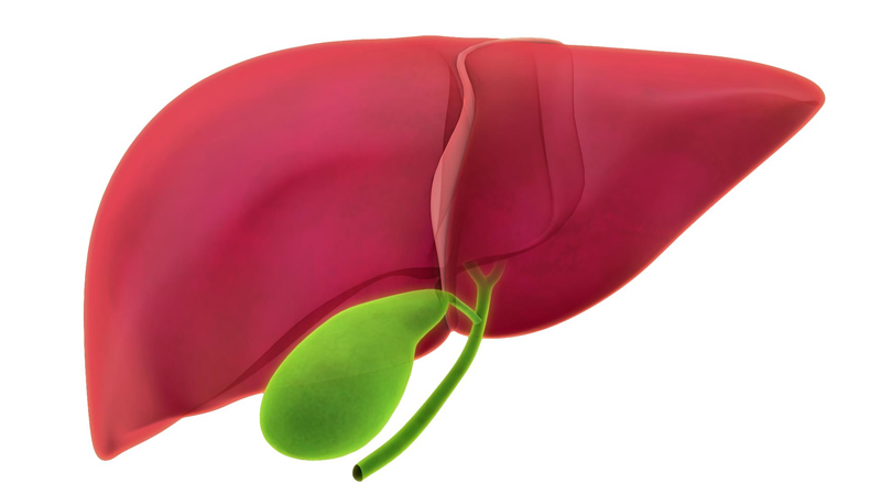 red liver, green gallbladder on white