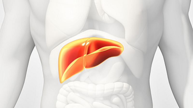anatomy of liver on white figure