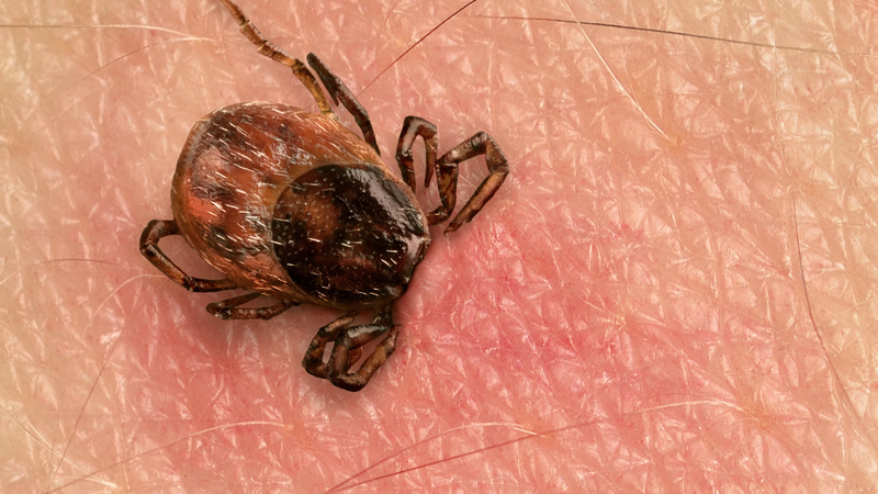 close up of tick on skin