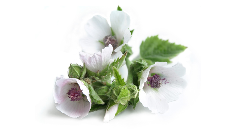 white marshmallow blooms and green leaves