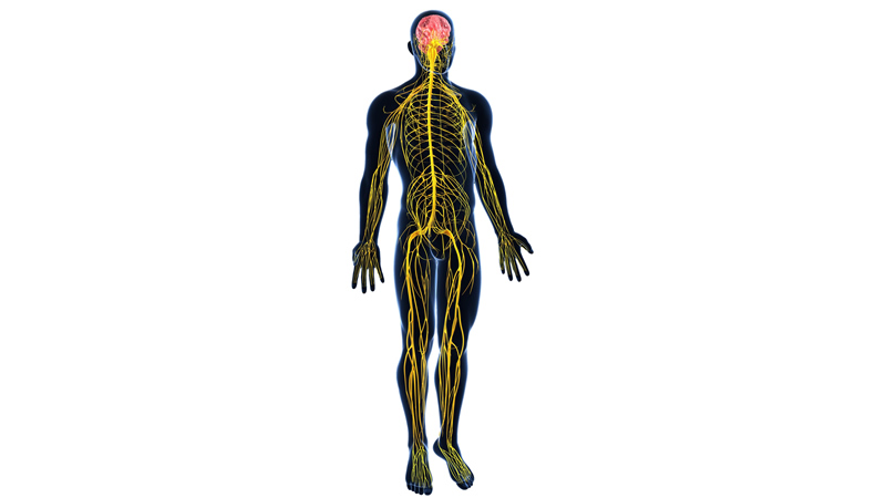 anatomy of yellow nervous system on black male figure
