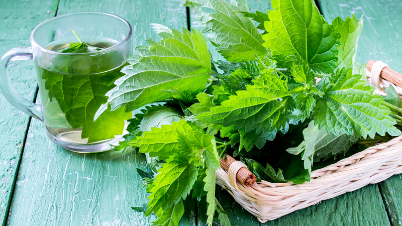 clear mug of tea with Nettle leaf and leaves in basket beside